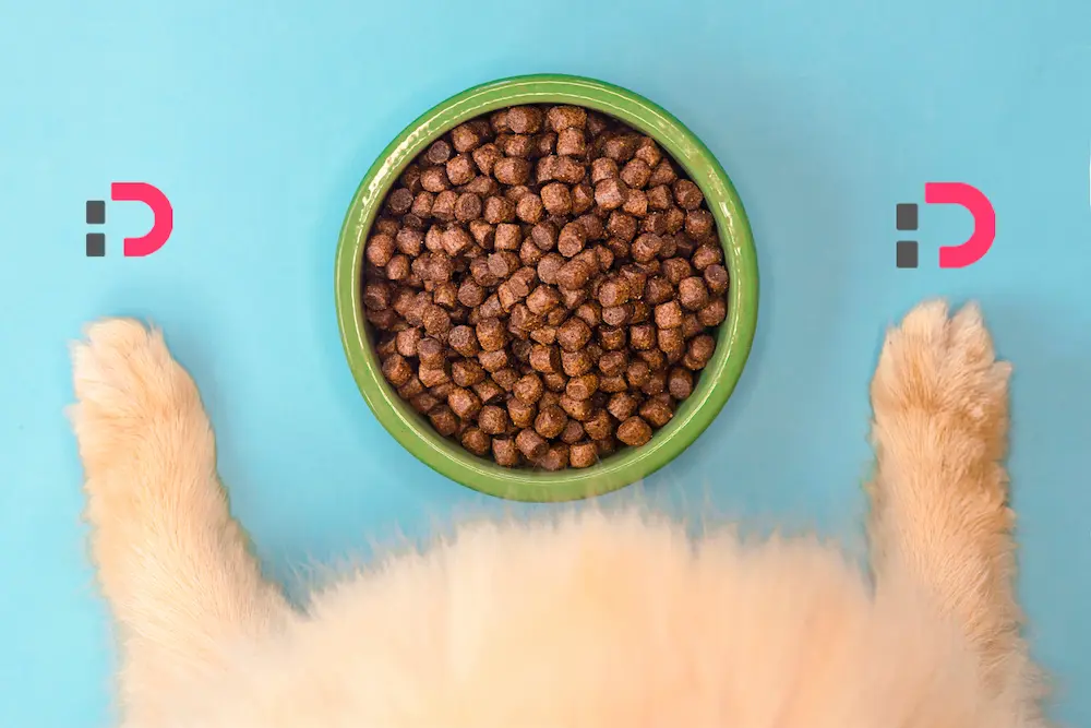 راهنمای خرید ظرف آب و غذا سگ با کیفیت بالا | بهترین گزینه‌ها برای ظرف آب و غذا گربه چیست؟ | پت‌شاپ آنلاین پتدونی 1404